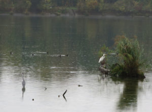 Ein Teil der Wildegger Reiher-Szene