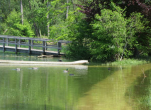 Beim Von-Rütte-Gut schwimmen Enten über den Wanderweg.