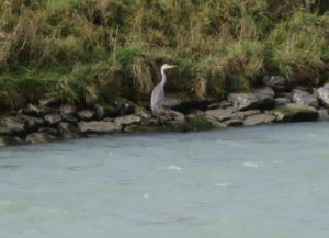 Er lauert auf sein Frühstück.