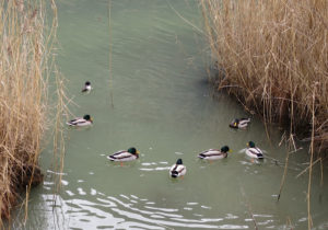 Männerrunde. Debattieren sie über Faschinen?