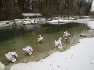 Morgentoilette im Dählhölzli