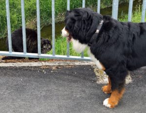 Wilma studiert eine aufblasbare Katze.