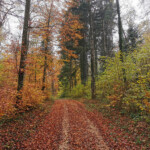 Farbenrausch im Aufstieg auf den Mormont