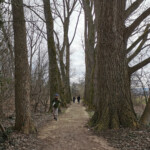 Durch Auenwald auf dem Weg nach Gottlieben