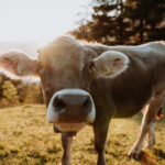 Alines Aare: Der gwundrigen Kuh begegnete sie bei Chur, im Tal des grössten Aare-Nebenflusses.