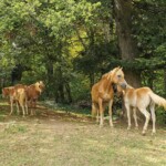 Kosende Pferde bei der Burgweid