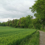 Maienhaft saftig grün leuchtete uns der Wald auf dem Weg ins Jonental entgegen.
