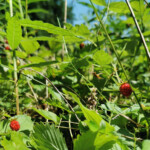 Unterwegs gab es öfters was zu schmausen.