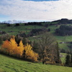 Ende November und immer noch Herbst in Bestform: Farbenspiel am Geissberg. Ende November und immer noch Herbst in Bestform: Farbenspiel am Geissberg.