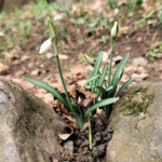Mitte Januar kommen im Tessin schon die ersten Schneeglöckchen hervor. Mitte Januar kommen im Tessin schon die ersten Schneeglöckchen hervor.