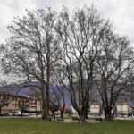 Noch etwas grösser als die Schwester in Locarno: Die Piazza Grande in Giubiasco. Noch etwas grösser als die Schwester in Locarno: Die Piazza Grande in Giubiasco.