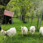 Ziegen grüssten und bettelten über den Zaun hinweg.